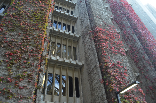 concrete_jungle_ivy